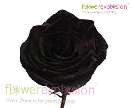 Tinted Black Rose Head