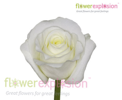 Blizzard White Rose