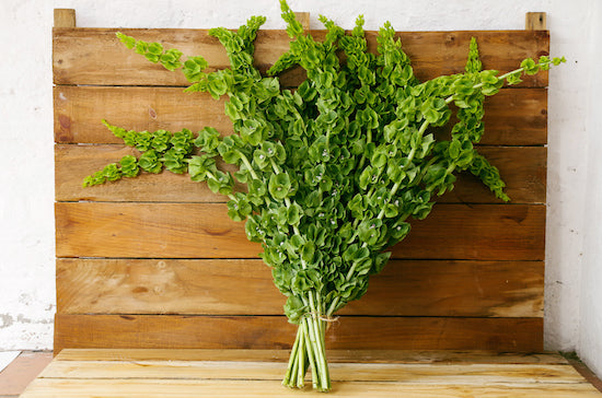 Greenery - Bells of Ireland