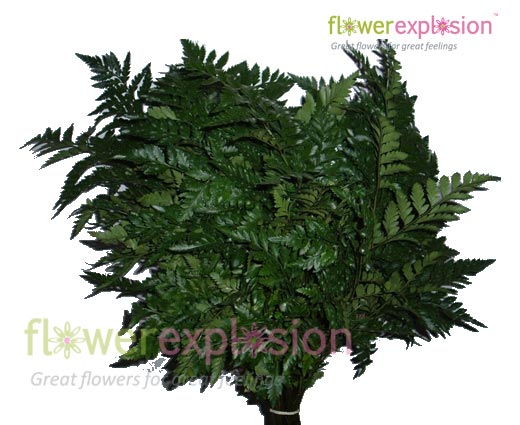 Leather-leaf Green Fern