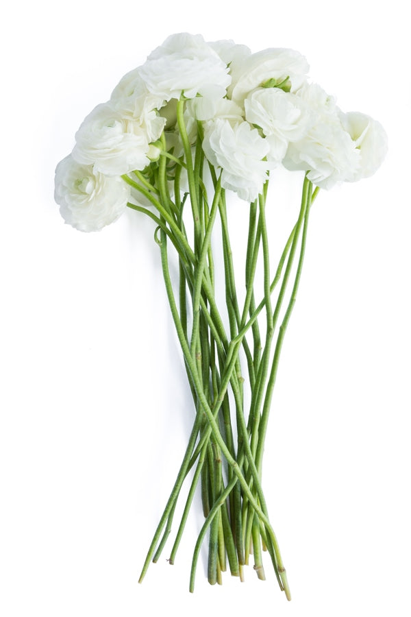 White Ranunculus (Flowers)