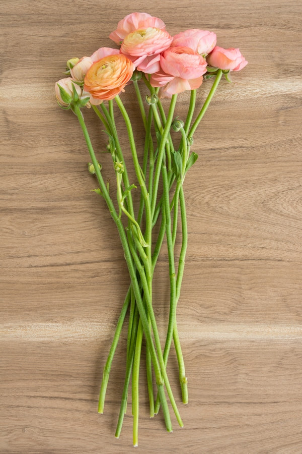 Coral Peach Ranunculus (Flowers)