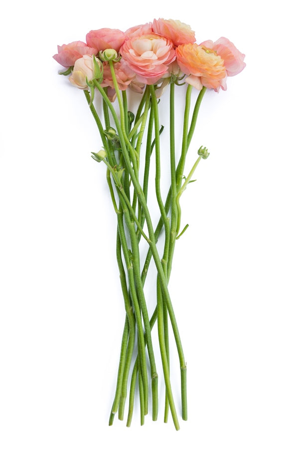 Coral Peach Ranunculus (Flowers)