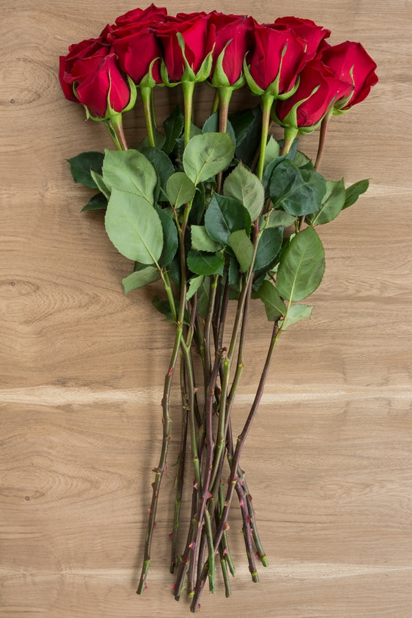 Forever Young Red Rose