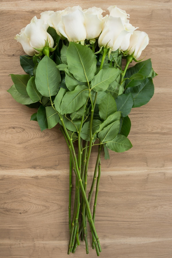 Blizzard White Rose