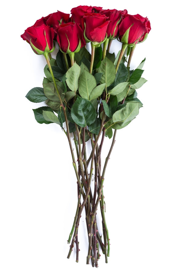 Forever Young Red Rose