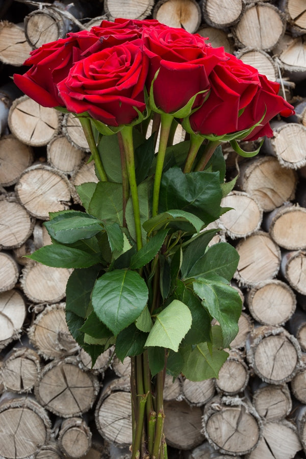 Forever Young Red Rose