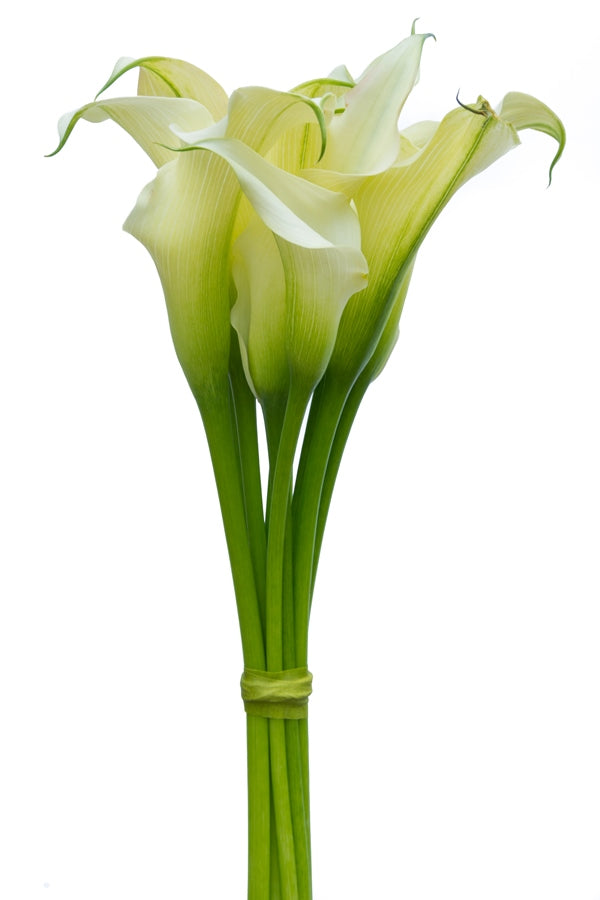 White Mini Calla