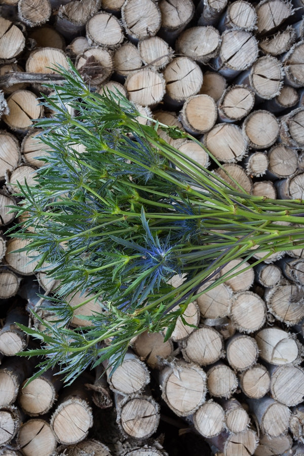 Thistle Eryngium Blue